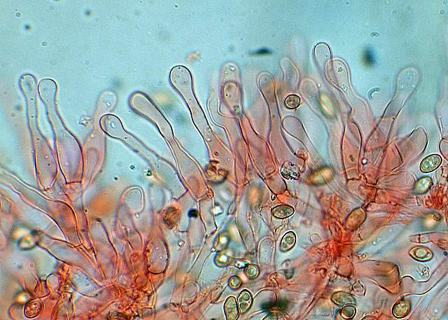 La grande siccita''....ma qui i funghi spuntano lo stesso !